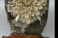 菊花石：一种生长在石头上的奇特花卉