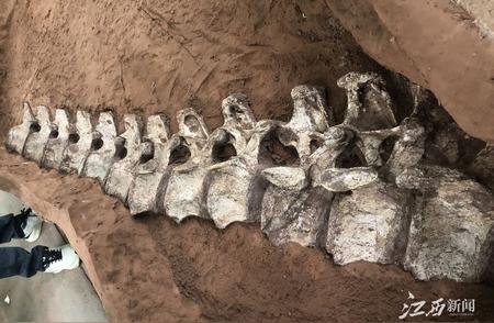 全球罕见！江西境内首次发现超过15米长的巨型恐龙化石
