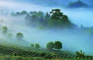 探索巴蜀：六大茶山与三大茶泉的奇妙之旅