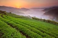 台湾五大经典乌龙茶，你尝试过几种？