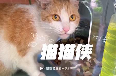 揭秘猫屋：一天的生活节奏与趣味瞬间