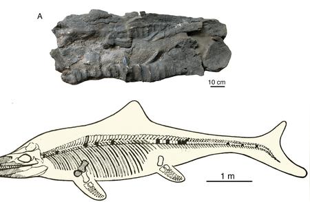 珠峰地区再现奇迹：喜马拉雅鱼龙化石的再次发现