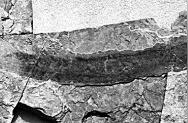 河北热河生物群新发现：孟氏中生鳗化石揭示种属多样性