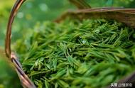 春茶即将上市，如何制作出更美味的绿茶？