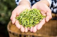 绿茶对决：川茶挑战龙井，叙府龙芽与龙井茶的较量