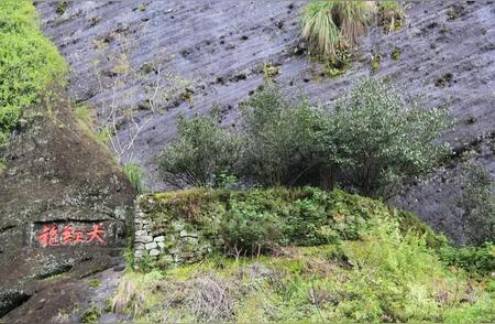 大红袍母树：揭秘武夷山的神秘传说与独特孕育